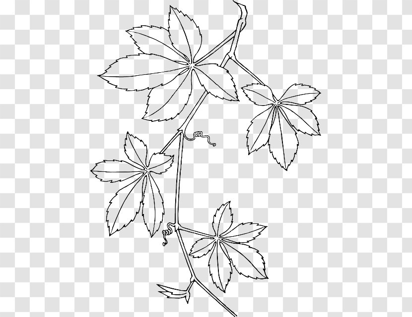 Virginia Creeper Vine Drawing Clip Art - Organism - Parthenocissus Tricuspidata Transparent PNG