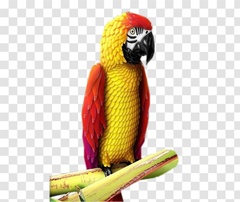 Bird Macaw Parakeet Beak - Common Pet Transparent PNG