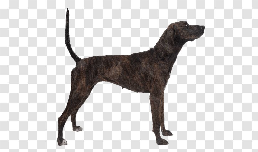 Plott Hound Bloodhound Treeing Tennessee Brindle Puppy Westminster Kennel Club Dog Show - Hunting Transparent PNG