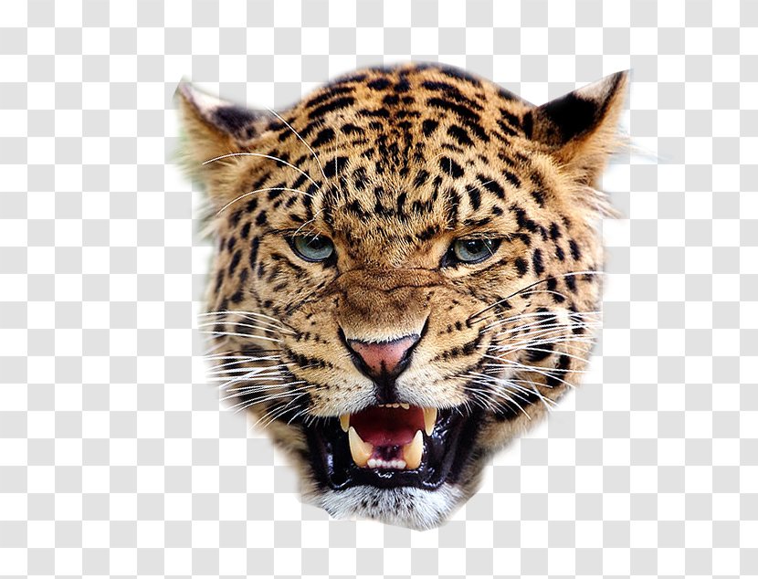 Jaguar Lion Snow Leopard Felidae Giraffe - Whiskers - Cheetah Transparent PNG
