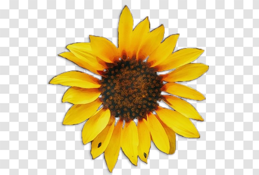 Sunflower - Gazania - Asterales Transparent PNG