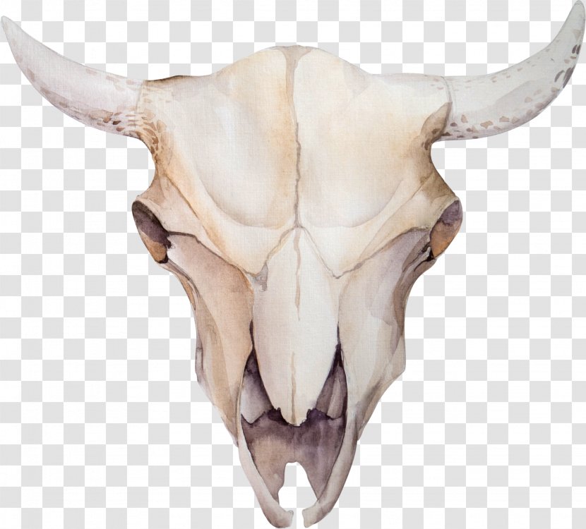 Cattle Skull Stock Photography Feather - Bone - Claw Transparent PNG