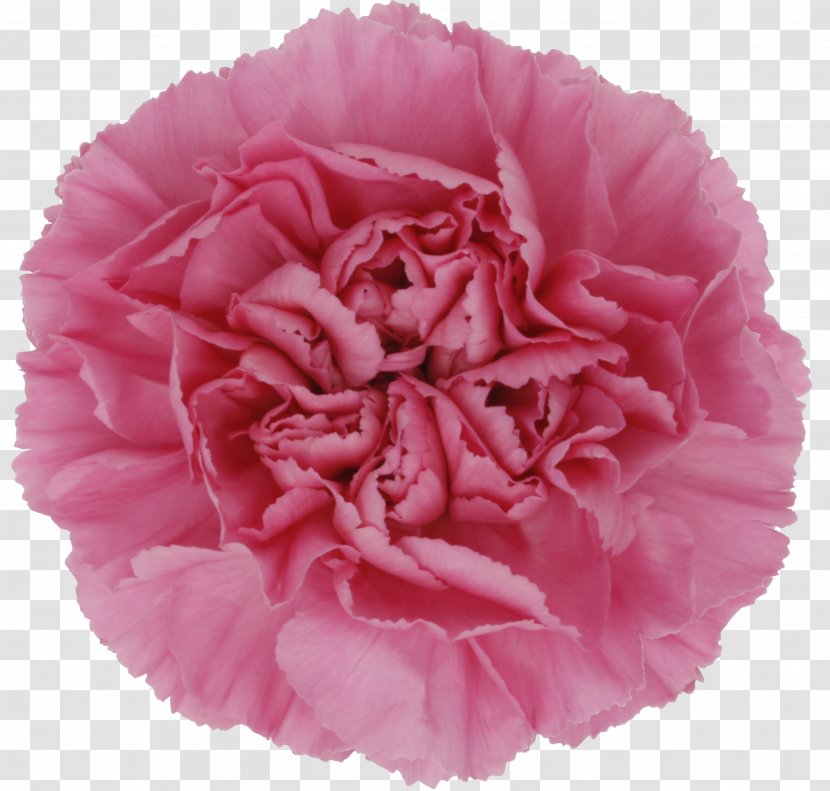 Cut Flowers Garden Roses Centifolia Pink - Rosa - CARNATION Transparent PNG
