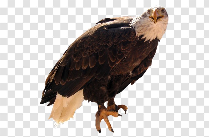 Bald Eagle Vulture Beak Feather Transparent PNG