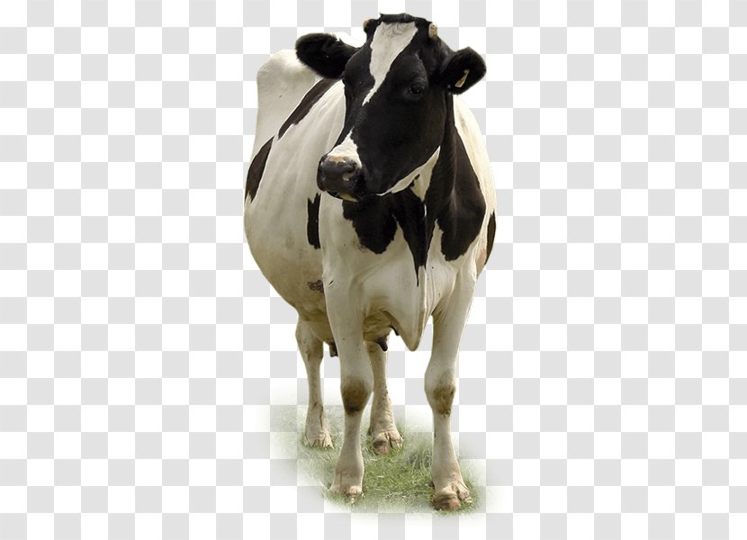 Dairy Cattle Calf Baka Miglioranza S.R.L. - Livestock - Insignia Transparent PNG