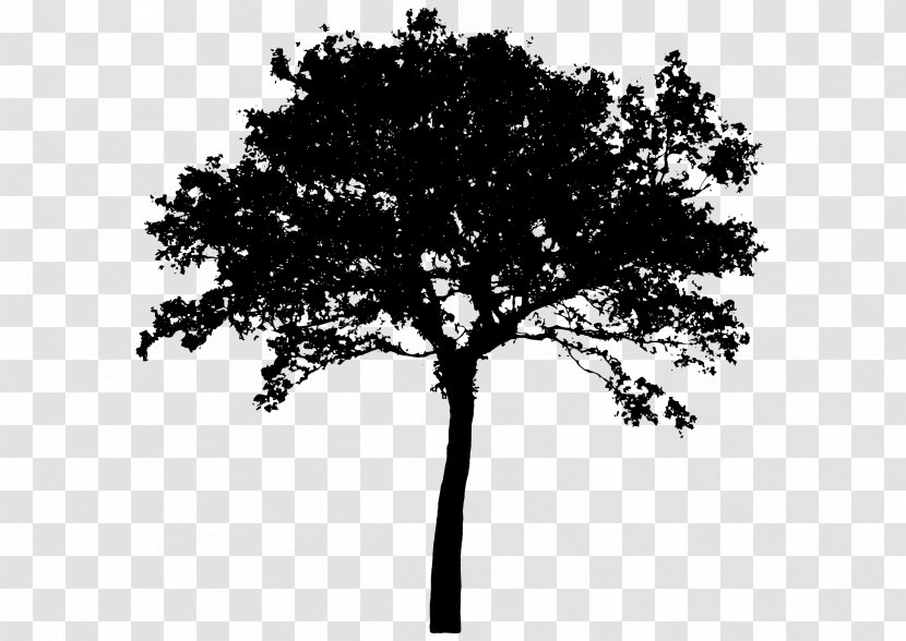 Tree Silhouette Clip Art - Stock Photography - Vector Transparent PNG