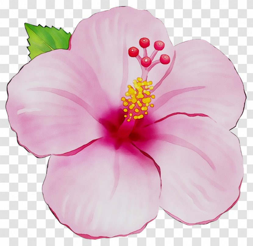 Rosemallows Annual Plant ST.AU.150 MIN.V.UNC.NR AD Herbaceous Blossom - Flower - Botany Transparent PNG