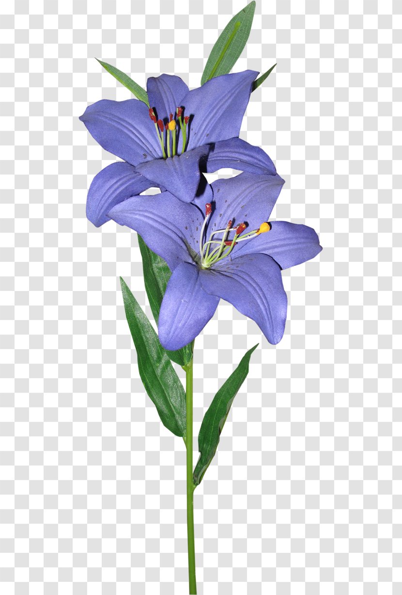 Data Clip Art - Flowering Plant - Iris Family Transparent PNG