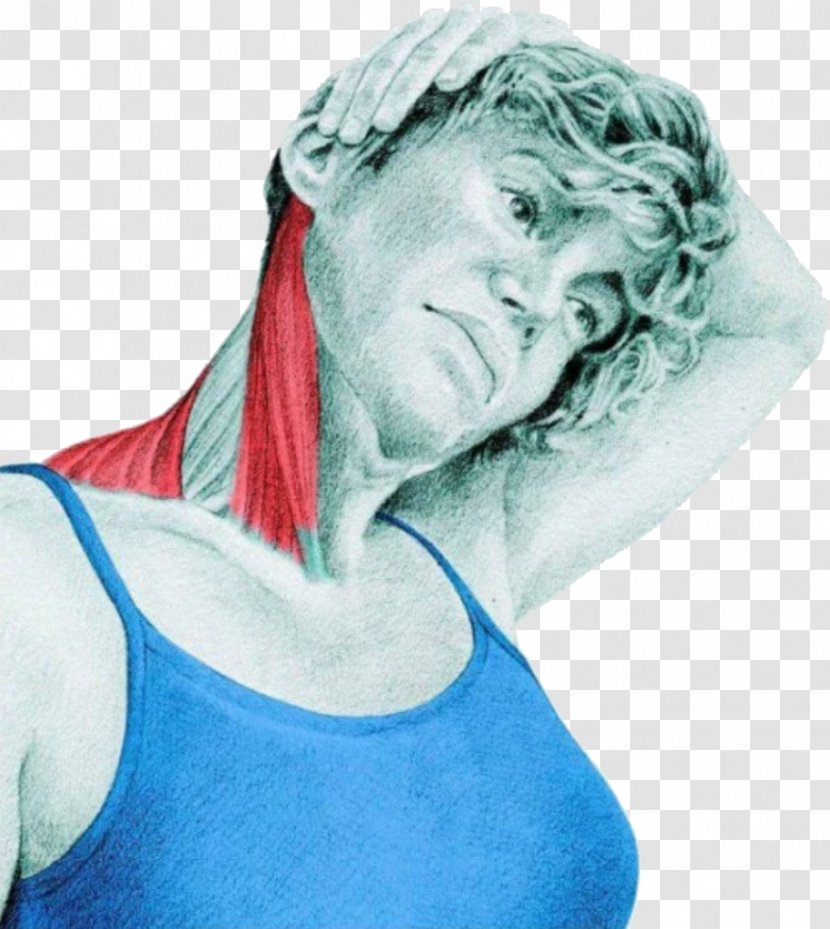 Stretching Sternocleidomastoid Muscle Trapezius Neck - Hip Transparent PNG
