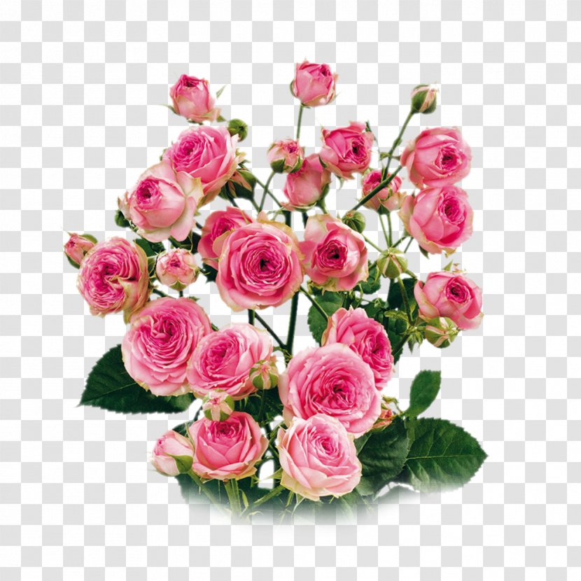 Garden Roses Cabbage Rose Floribunda Cut Flowers Floral Design - Family - Flower Transparent PNG