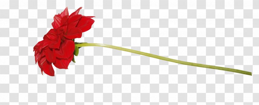 Carnation Close-up Petal Plant Stem - Flowering - Bouquet Of Roses Transparent PNG