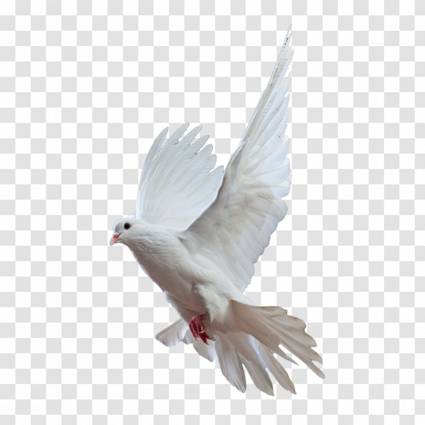 Rock Dove Homing Pigeon Bird Columbidae Flight - Beak Transparent PNG