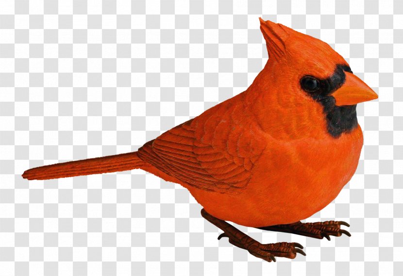Bird Clip Art - Orange - Parrot Transparent PNG