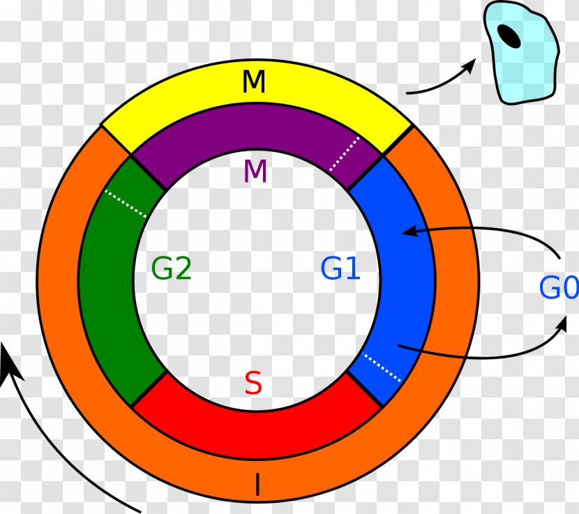 Cell Cycle Mitosis Interphase Division - Organism - Stem Transparent PNG