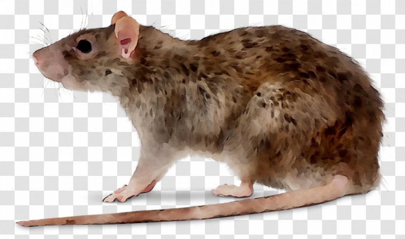 Deratizace Rodent Hamster Pest Control - Plague - Mouse Transparent PNG