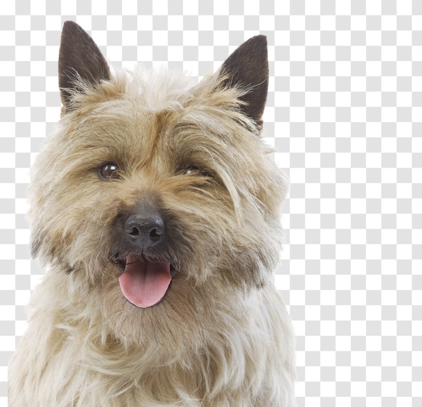 Norwich Terrier Cairn Glen Of Imaal Australian Silky - Dog Breed - Cat Transparent PNG