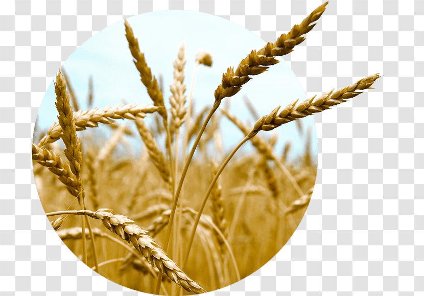 Oat Emmer Spelt Einkorn Wheat Cereal - Dinkel - Tebu Transparent PNG