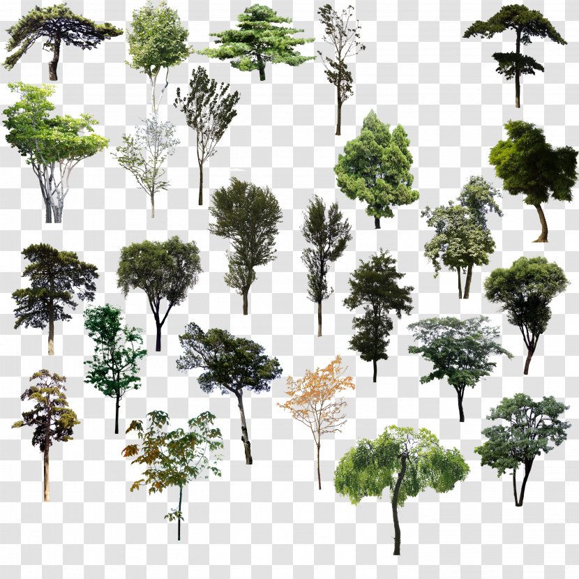 Tree Adobe Illustrator - Leaf - Trees Psd Material Transparent PNG