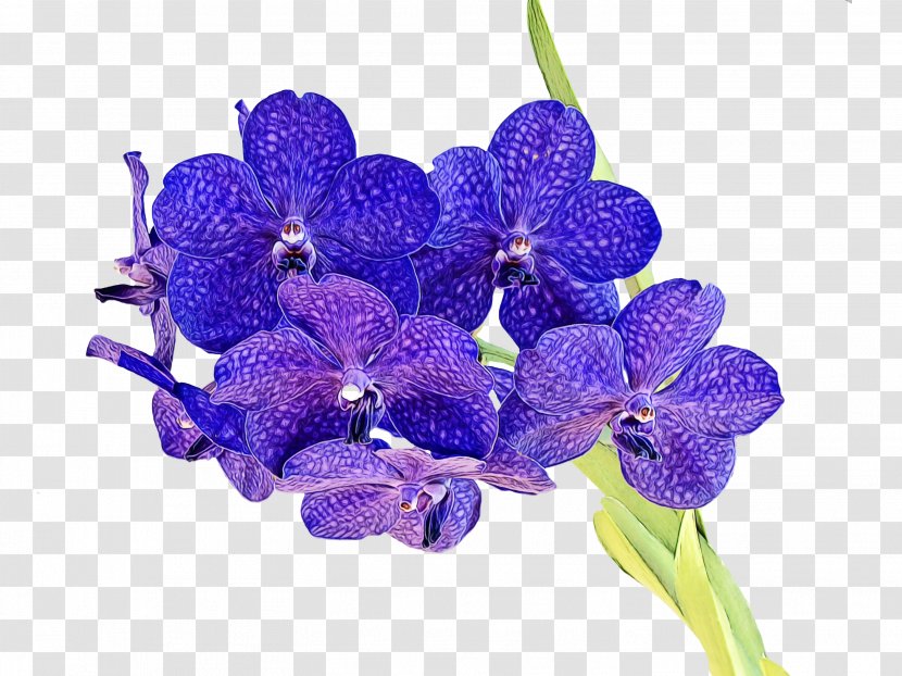 Lavender - Watercolor - Moth Orchid Petal Transparent PNG