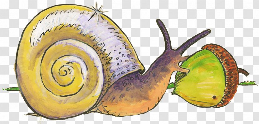 Snail Gastropods Slug Food Animal Transparent PNG