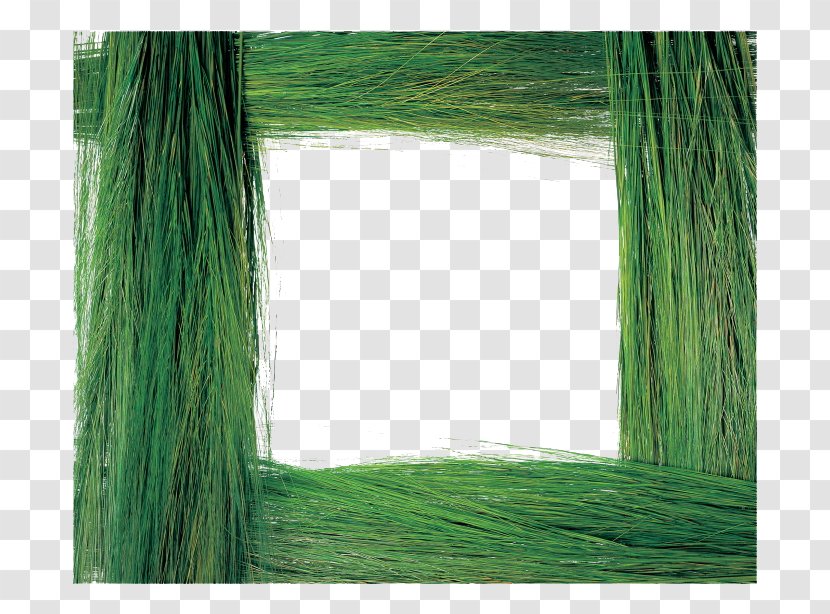 Grass Picture Frame Plant - Leaf - Green Transparent PNG