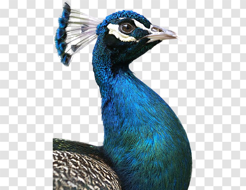 Peafowl Blue Animal Bird Color - Turquoise Transparent PNG