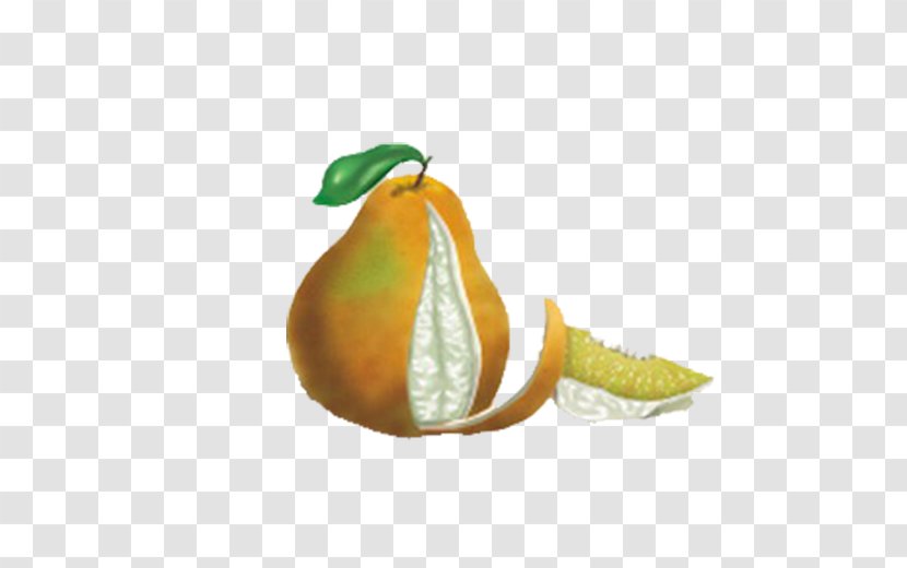 Tangelo Pomelo Grapefruit Clementine Orange - Peeled Leather Hand-painted Transparent PNG