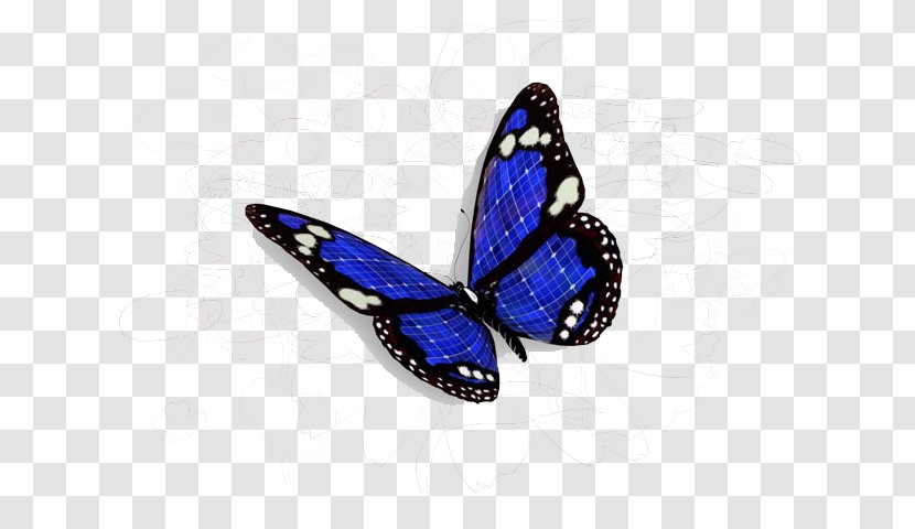 Butterfly Wallpaper - Cobalt Blue - Colorful Transparent PNG