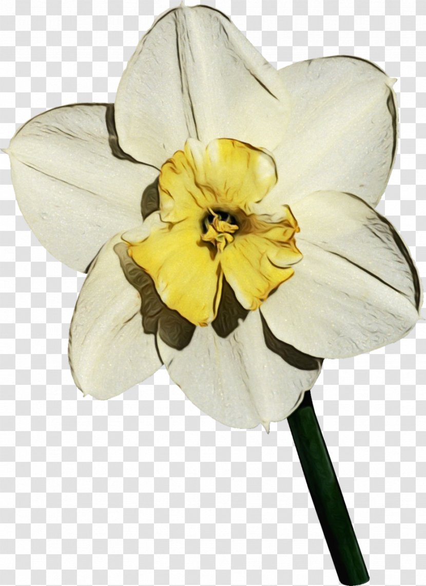 Lily Flower Cartoon - Petal - Perennial Plant Wildflower Transparent PNG