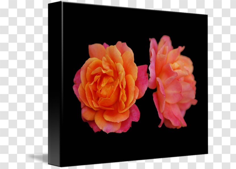 Cut Flowers Garden Roses Floral Design Centifolia - Rose Order - Leslie Transparent PNG