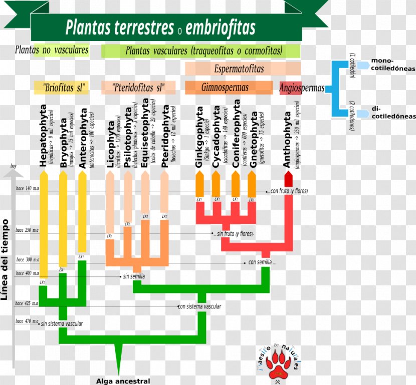 Seed Plants Non-vascular Plant Cryptogam Vascular Tissue - Cmaptools - Indoor Transparent PNG