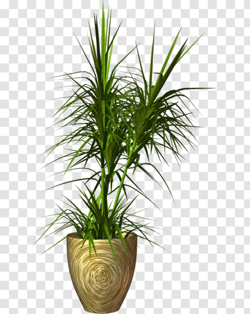 Palm Trees Flowerpot Clip Art Image - Plant - Plants Transparent PNG