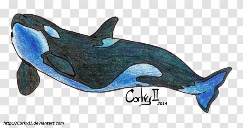Killer Whale Common Bottlenose Dolphin Cetacea Car Transparent PNG
