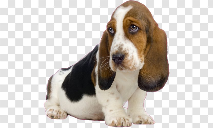 Basset Hound Artésien Normand Puppy Beagle Bluetick Coonhound - Snout - St. Bernard Transparent PNG