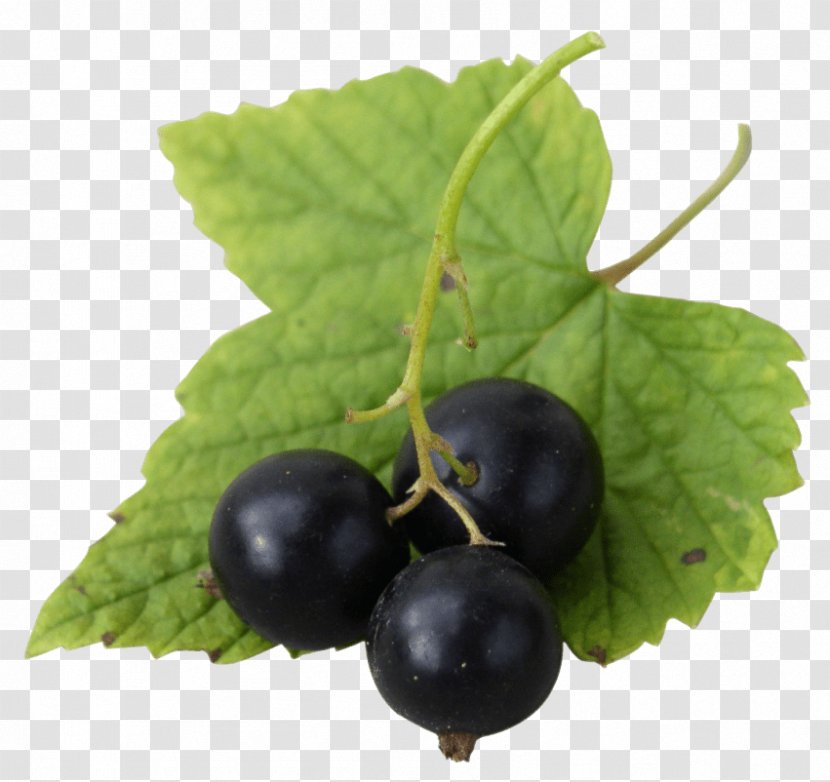 Gooseberry Zante Currant Blueberry Bilberry Blackcurrant Transparent PNG