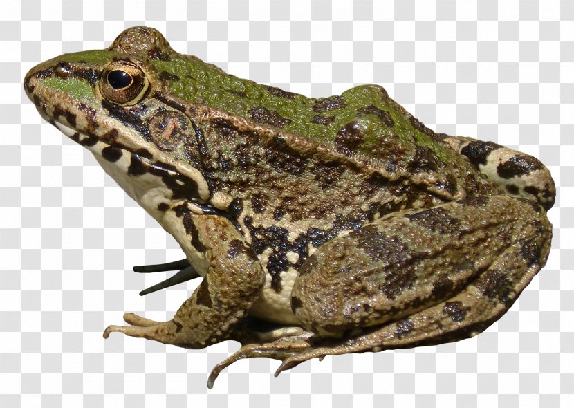 Frog Computer File - Toad Transparent PNG
