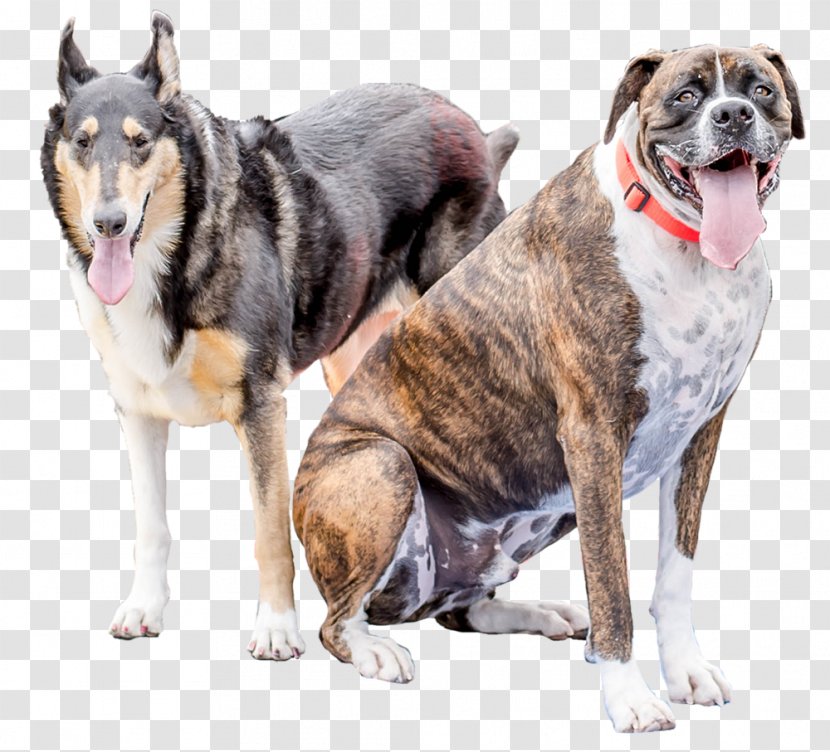 Dog Breed Snout Crossbreed - Like Mammal Transparent PNG