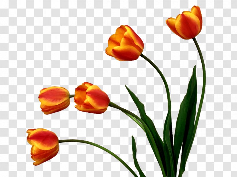 Flower Tulip - Pixel Transparent PNG