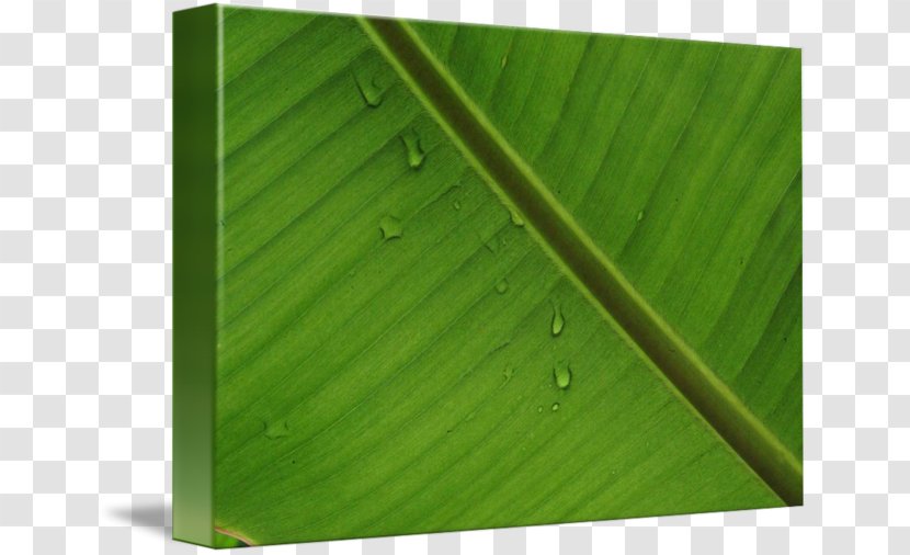 Banana Leaf Wood Green - Amazon Forest Transparent PNG