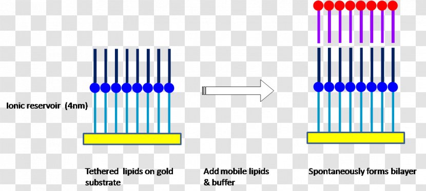 Model Lipid Bilayer Biological Membrane - Symmetry - Medicine Advertisement Transparent PNG
