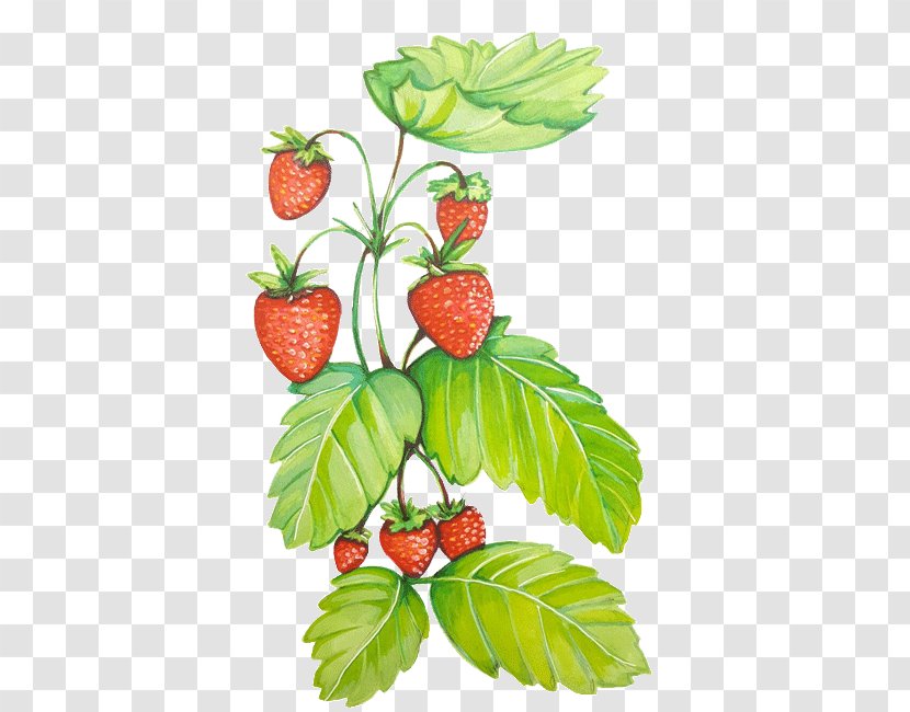 Strawberry Natural Foods Raspberry Superfood - Vine Transparent PNG