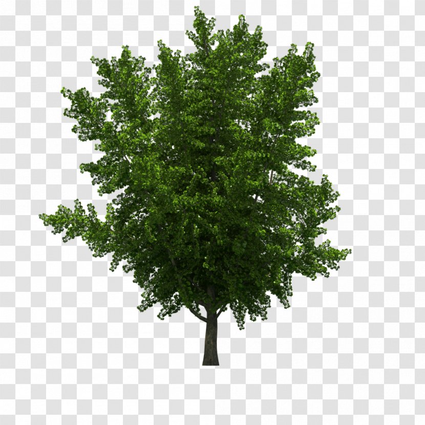 Spruce Tree Landscape - Oak Transparent PNG