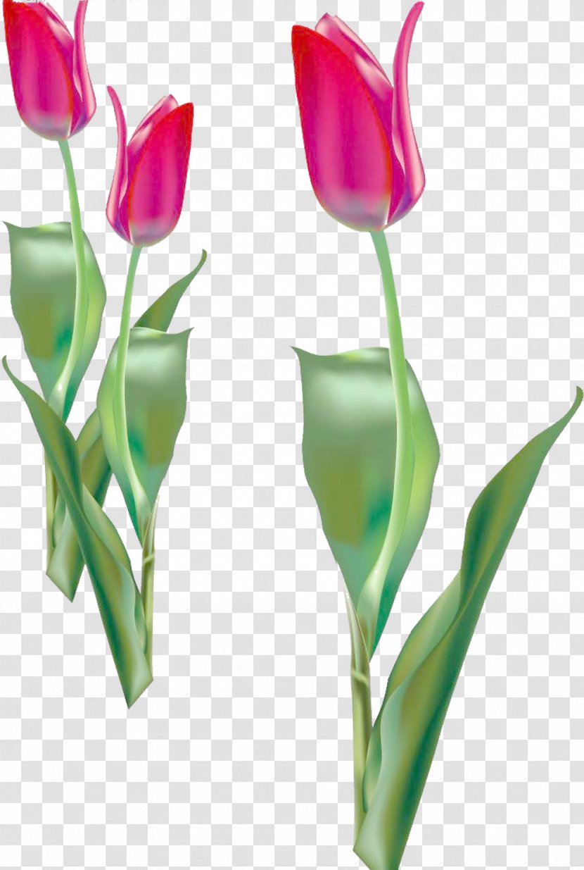 Tulip Flower Purple - Something Picture Material Transparent PNG