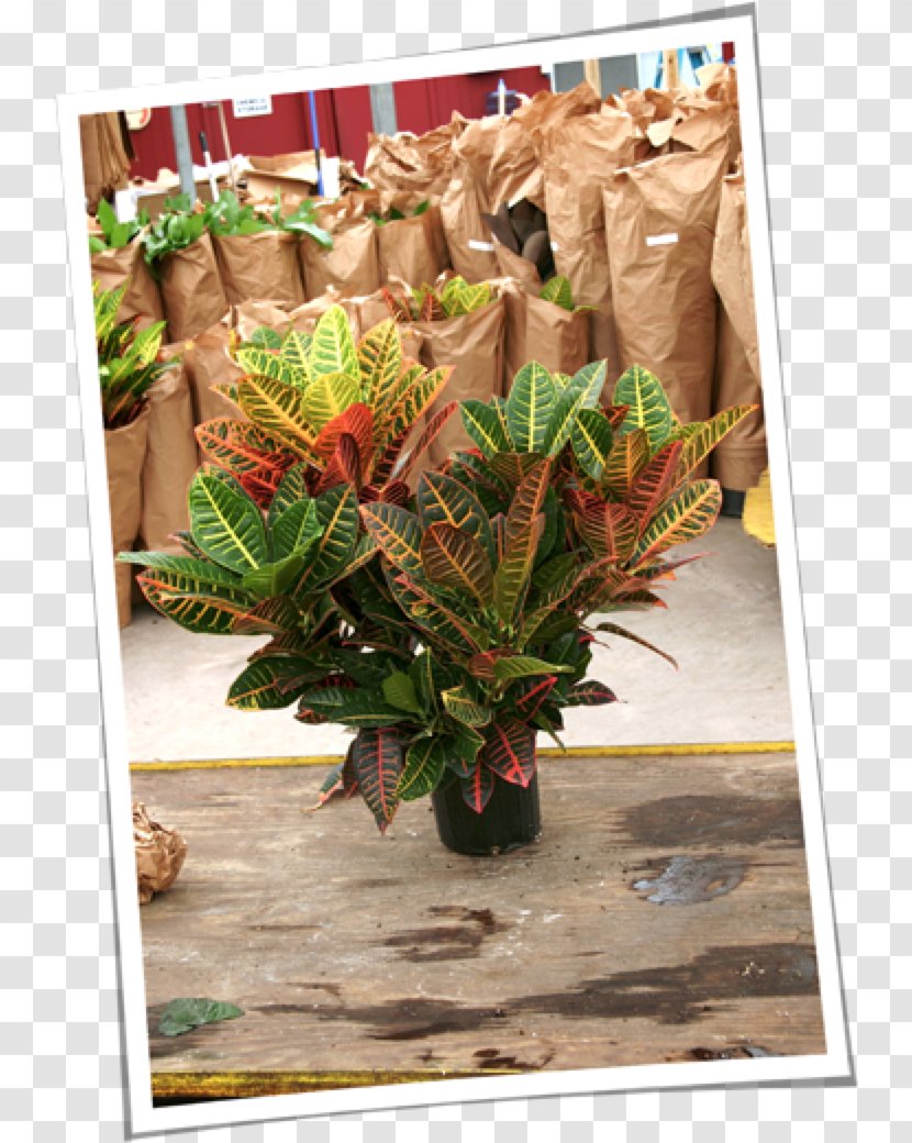 Flower Floral Design Floristry Plant Leaf - Corn Leaves Transparent PNG
