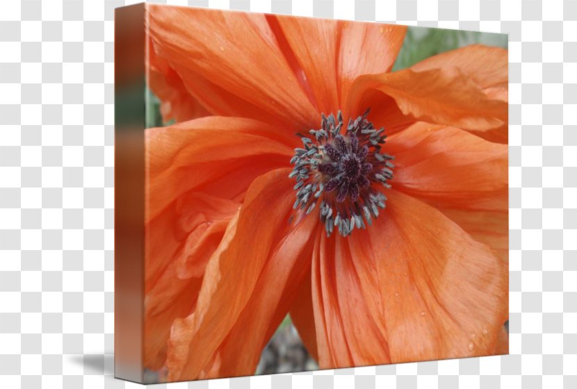 Transvaal Daisy Close-up Wildflower - Flora - Achor Transparent PNG