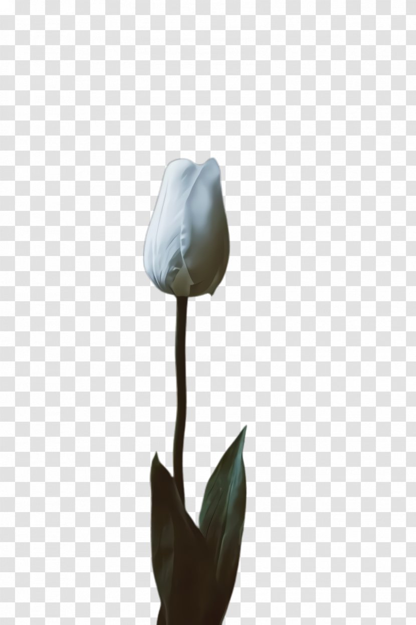 White Lily Flower - Plants - Cut Flowers Alismatales Transparent PNG