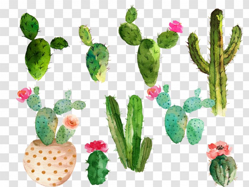 Cactaceae Watercolor Painting Drawing - Flowering Plant - Cactus Collection Transparent PNG