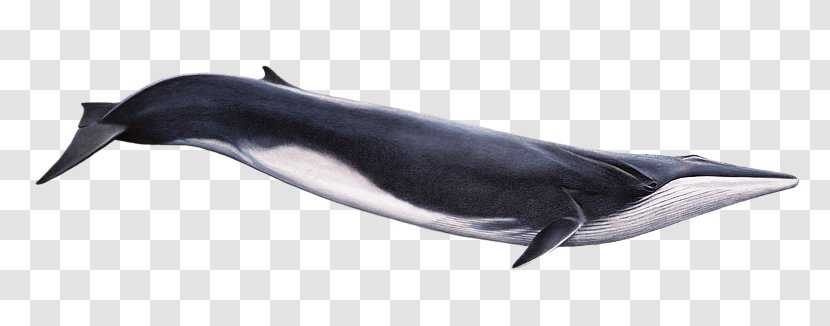 Fin Whale Cetacea Humpback Watching Rorquals - Gray - Cartoon Blue Whales Transparent PNG