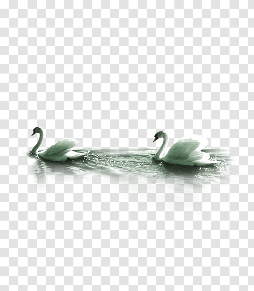Mute Swan Computer File - Body Jewelry - Swimming Transparent PNG