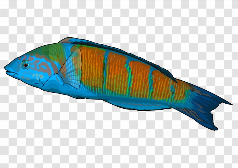 Ornate Wrasse Educational Technology Fish East Canary Gecko - Resource Transparent PNG